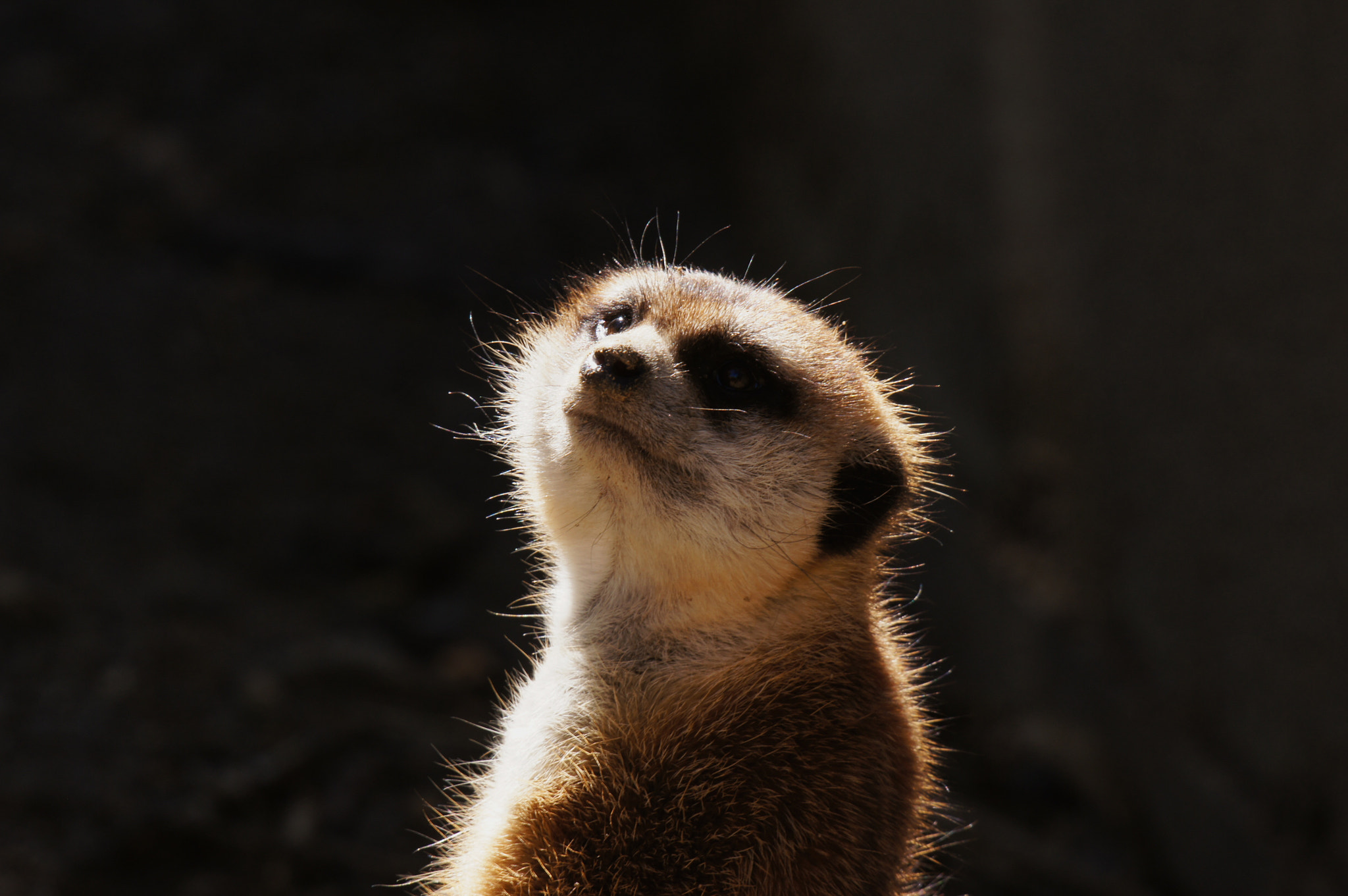 Sony 70-400mm F4-5.6 G SSM sample photo. San diego wildlife park photography