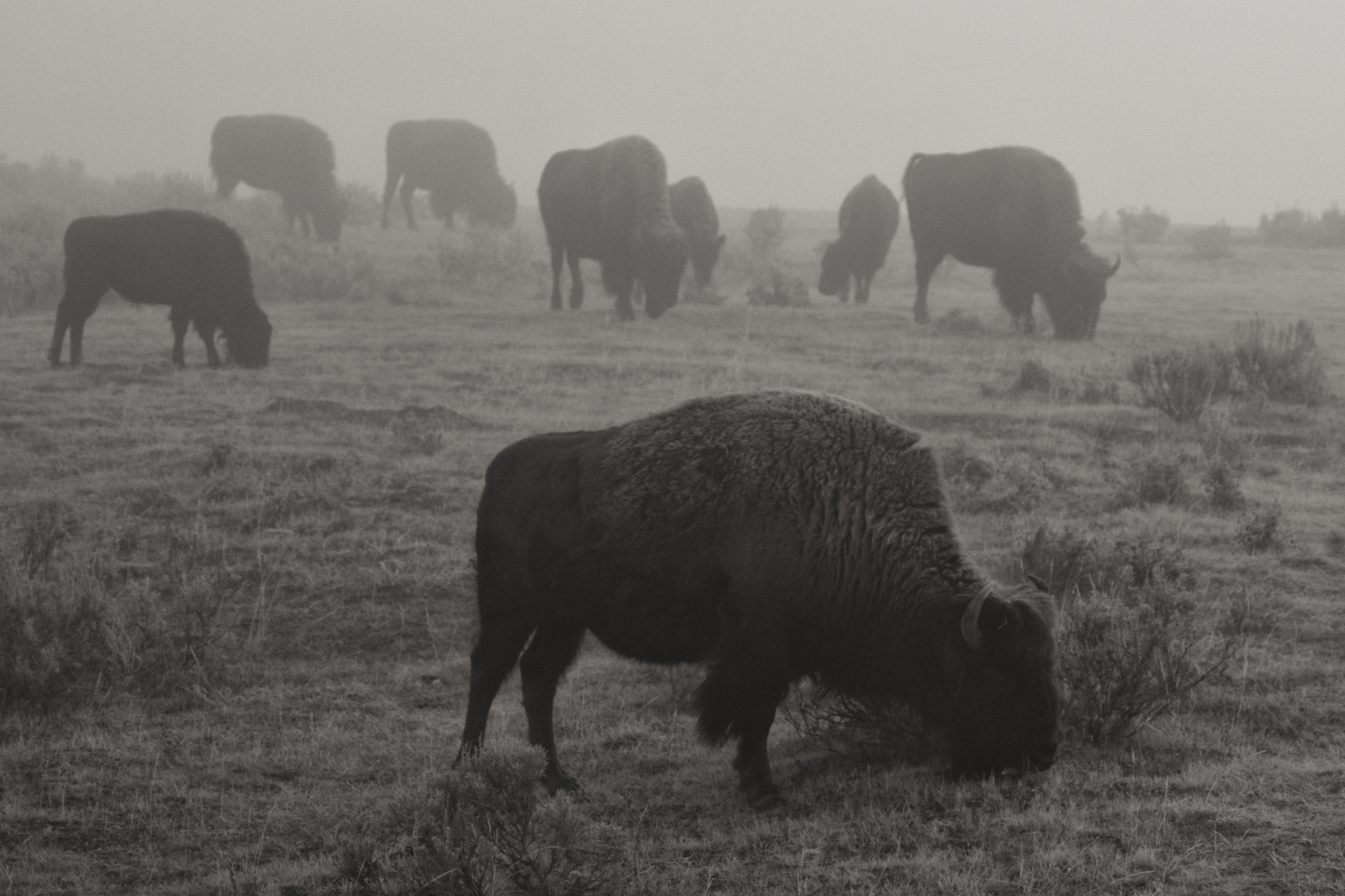 Sony Alpha DSLR-A850 sample photo. Buffalo in wyoming photography