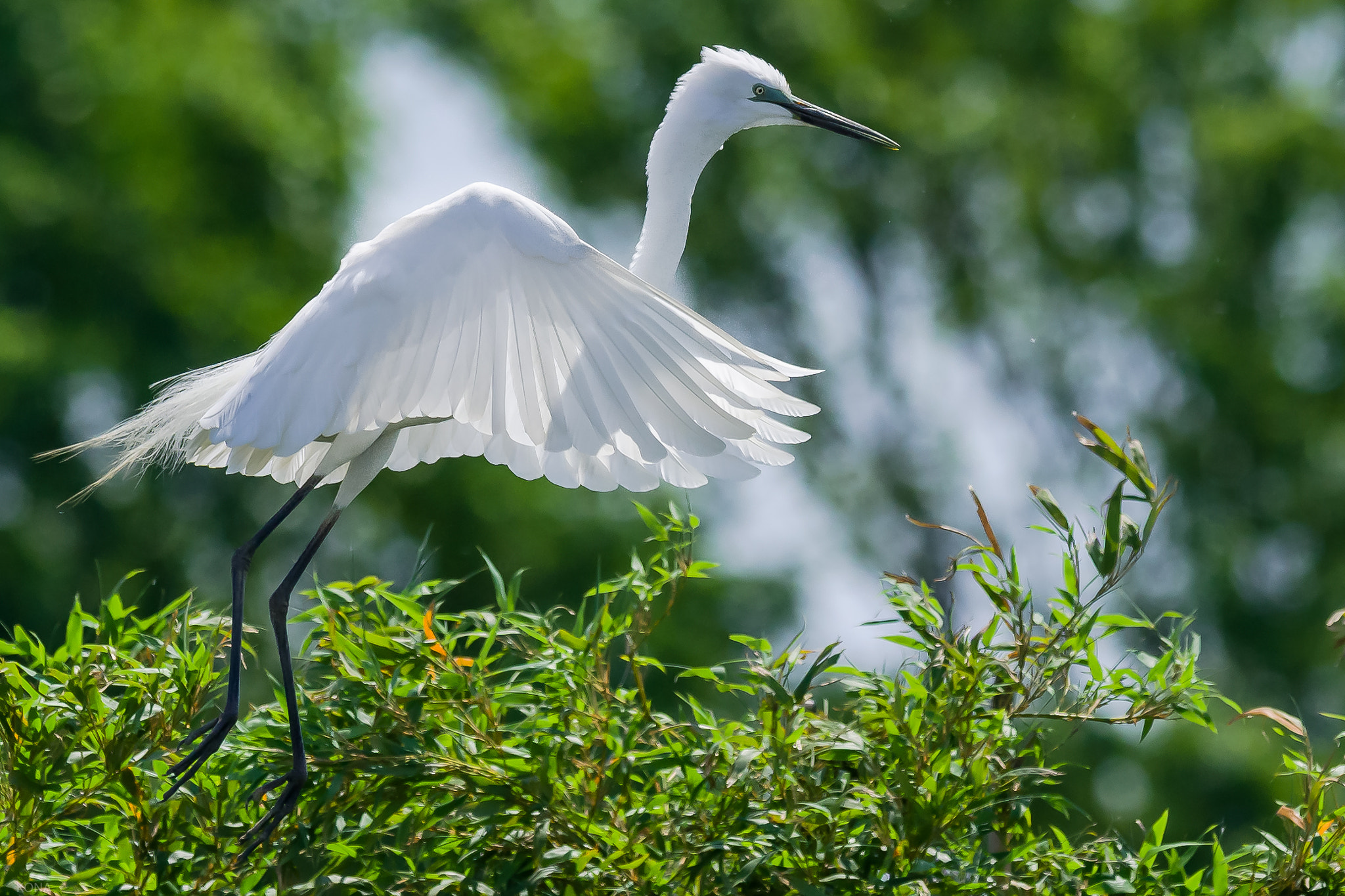 Nikon AF-S Nikkor 400mm F2.8G ED VR II sample photo. Sagi photography