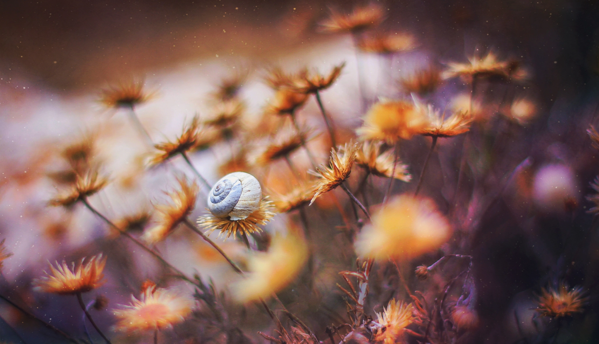 On a bed of flowers