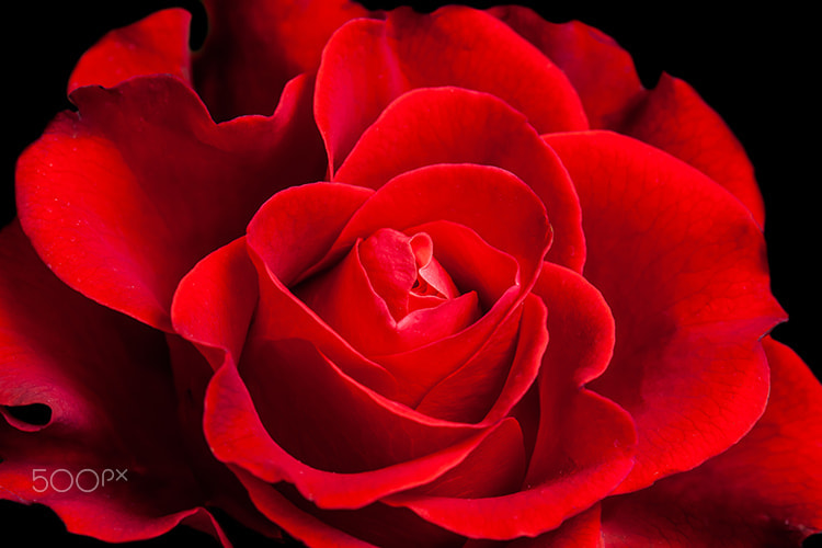 amazing red rose