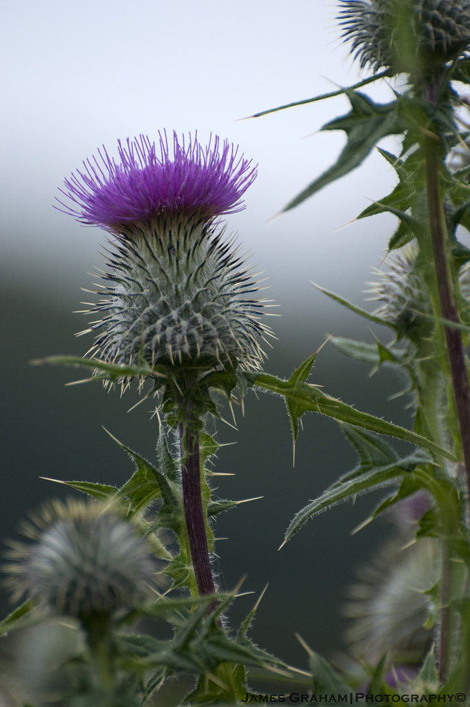 Flower of Scotland by James Graham / 500px