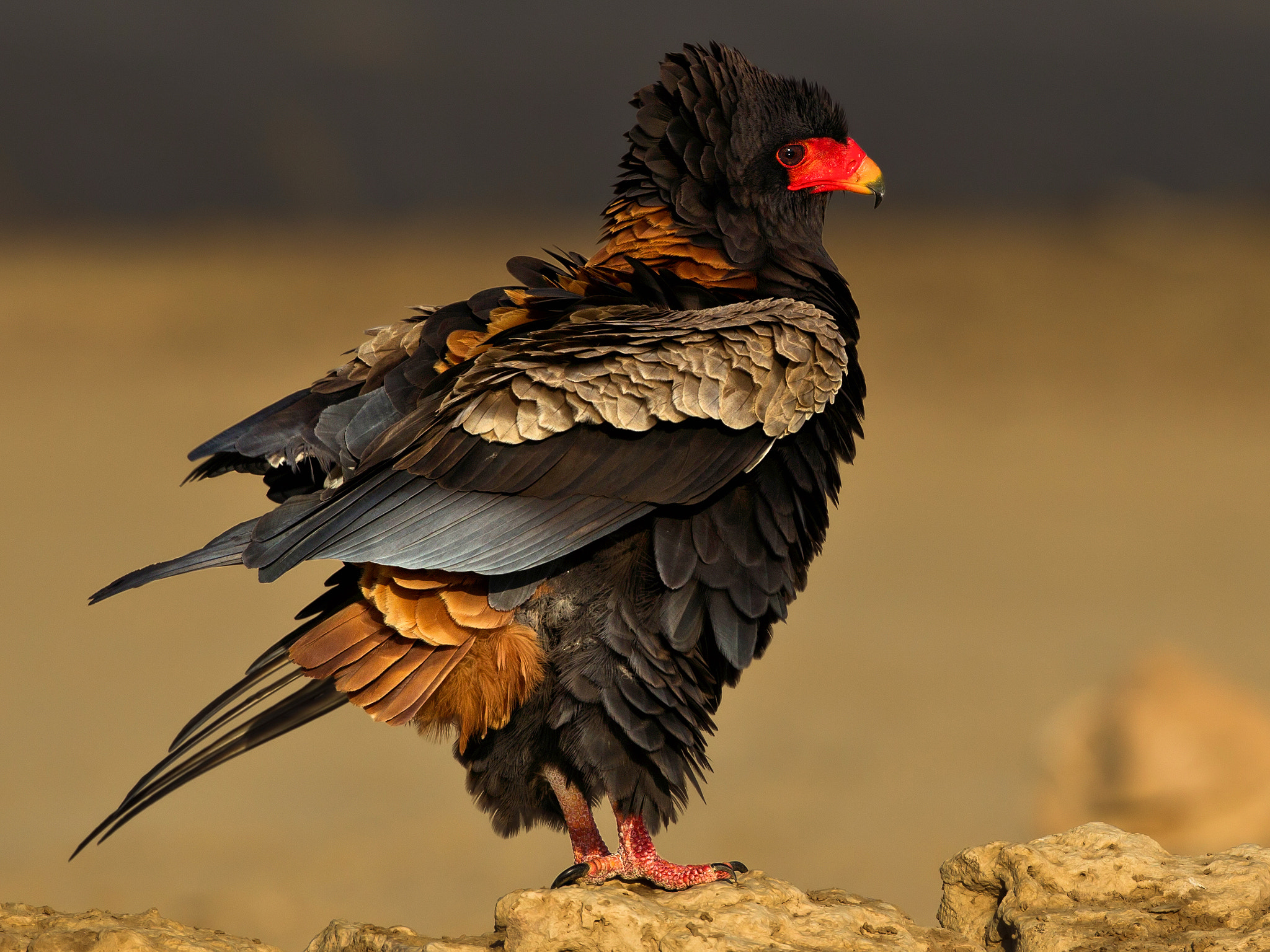 Bateleur Portrait by Fanie Heymans / 500px