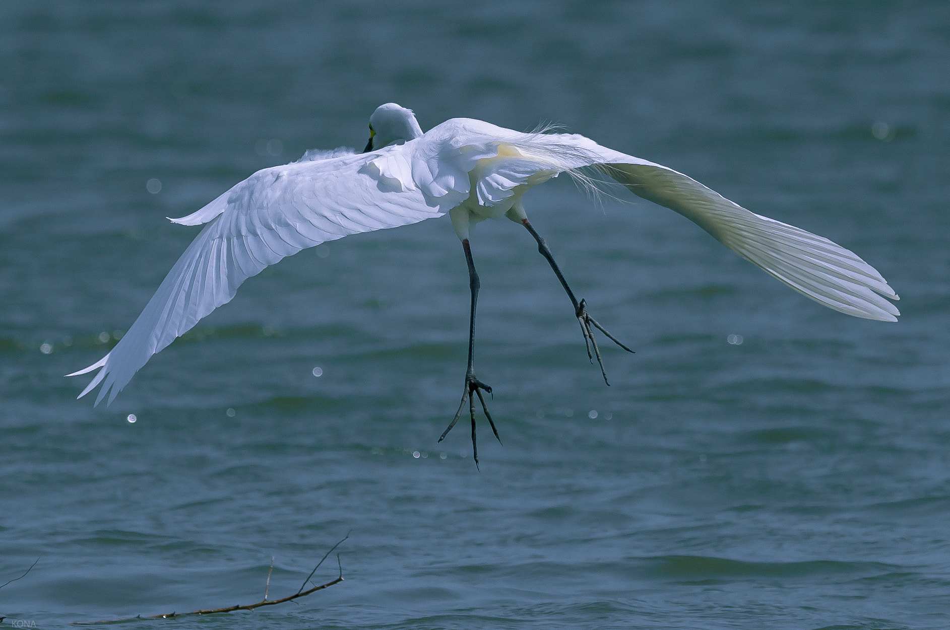 Nikon AF-S Nikkor 400mm F2.8G ED VR II sample photo. Sagi photography