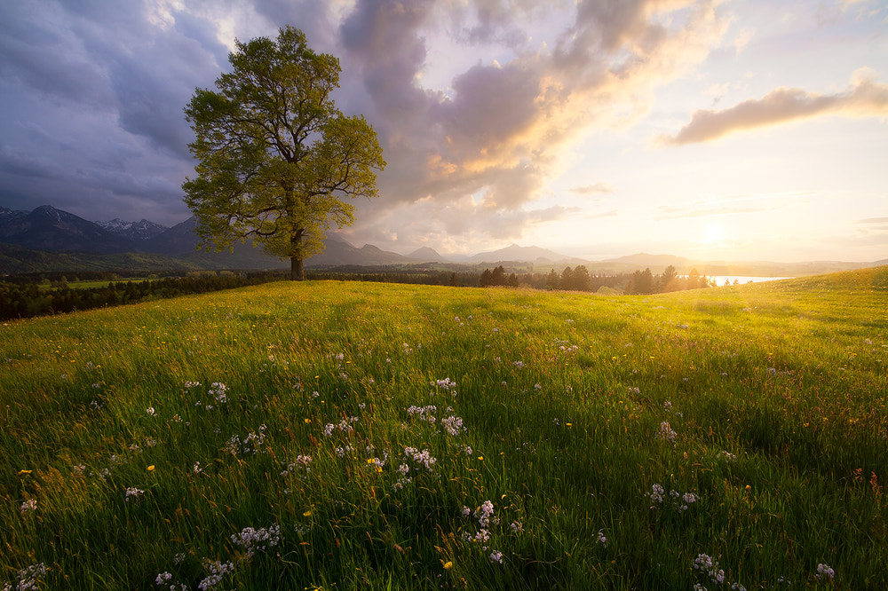 Gold on a hill in bavaria