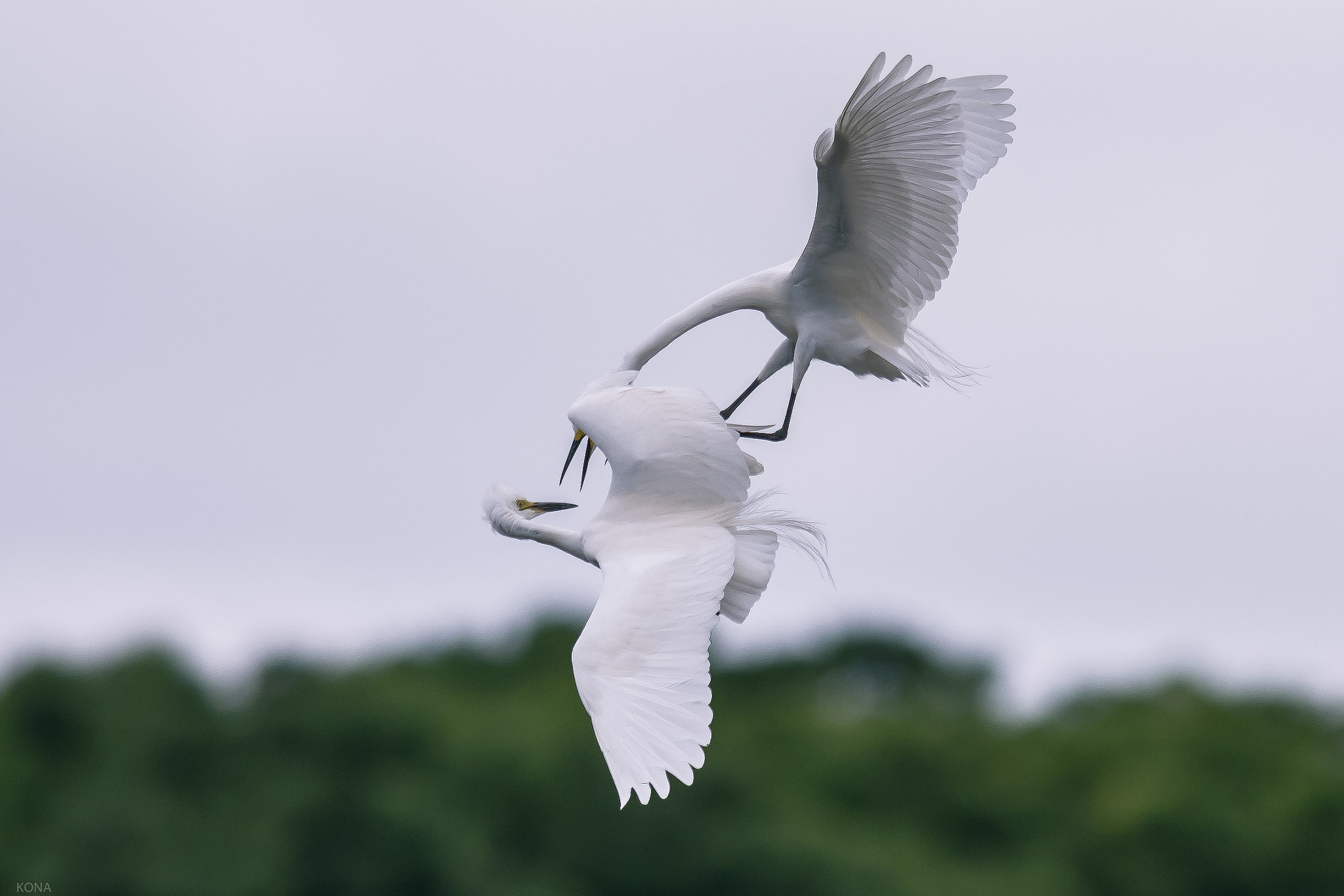 Nikon AF-S Nikkor 400mm F2.8G ED VR II sample photo. Sagi photography