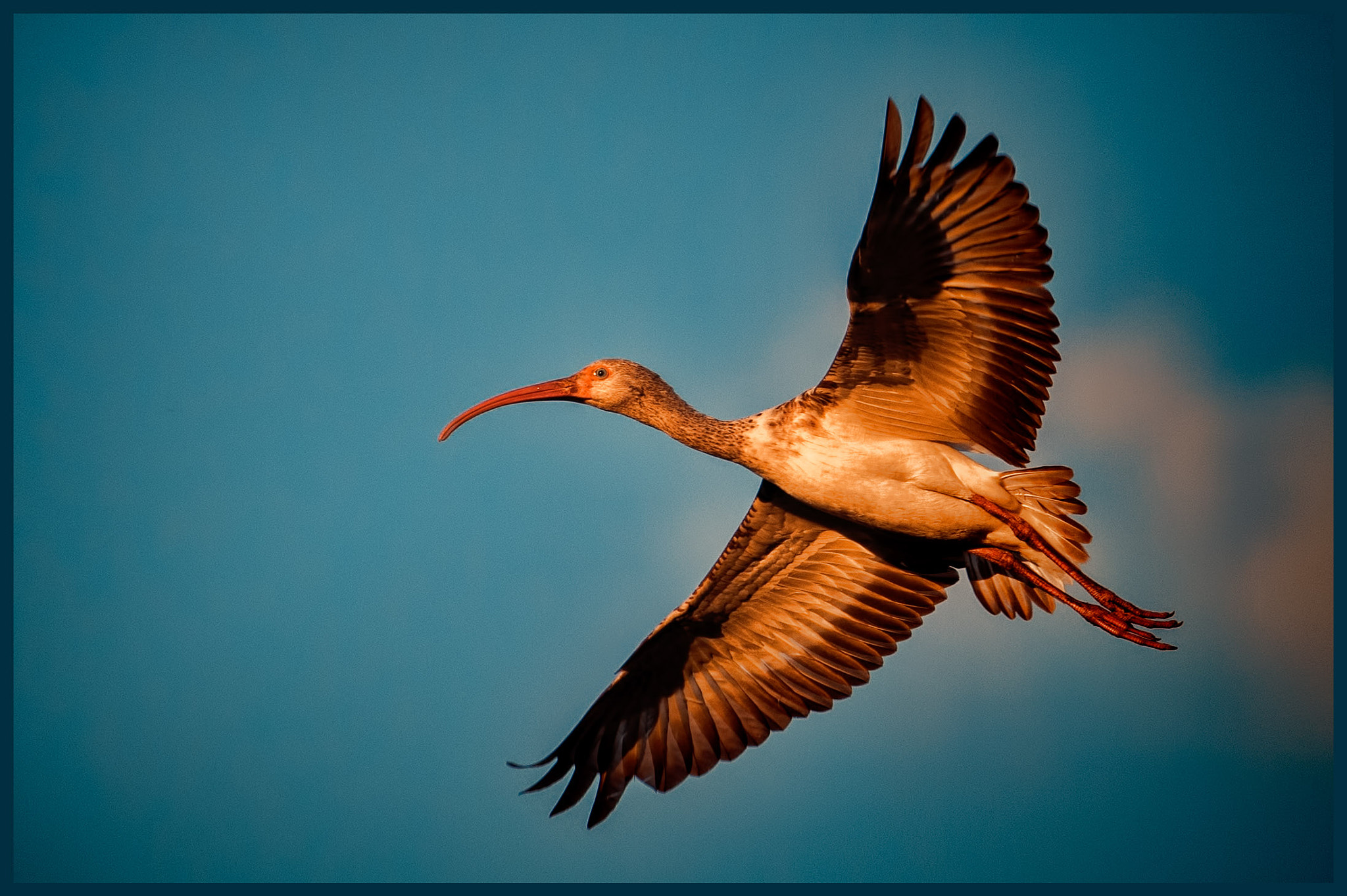 Nikon AF-S Nikkor 200-400mm F4G ED-IF VR sample photo. Bird photography