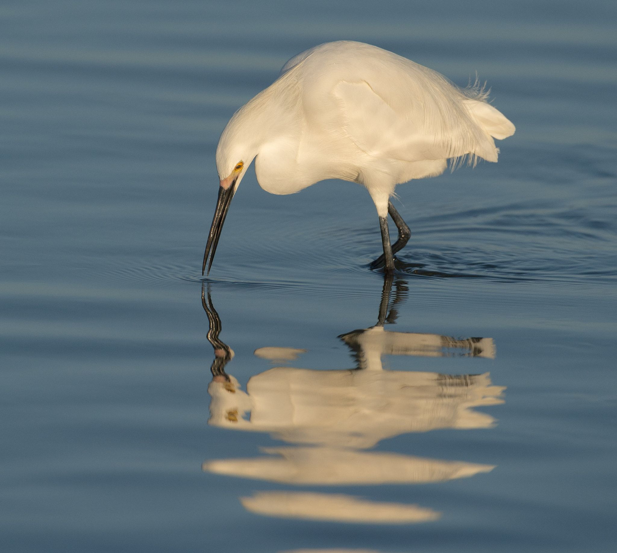 Nikon AF-S Nikkor 200-400mm F4G ED-IF VR sample photo. Bird photography