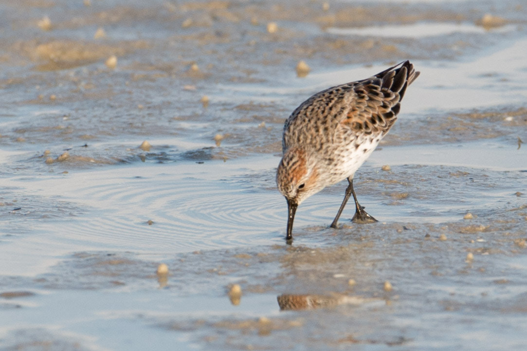 Nikon AF-S Nikkor 200-400mm F4G ED-IF VR sample photo. Bird photography