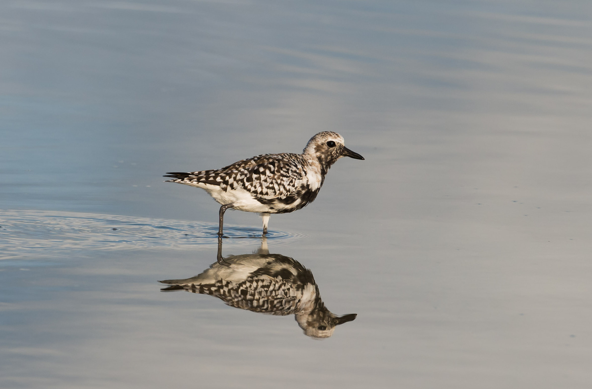 Nikon AF-S Nikkor 200-400mm F4G ED-IF VR sample photo. Bird photography
