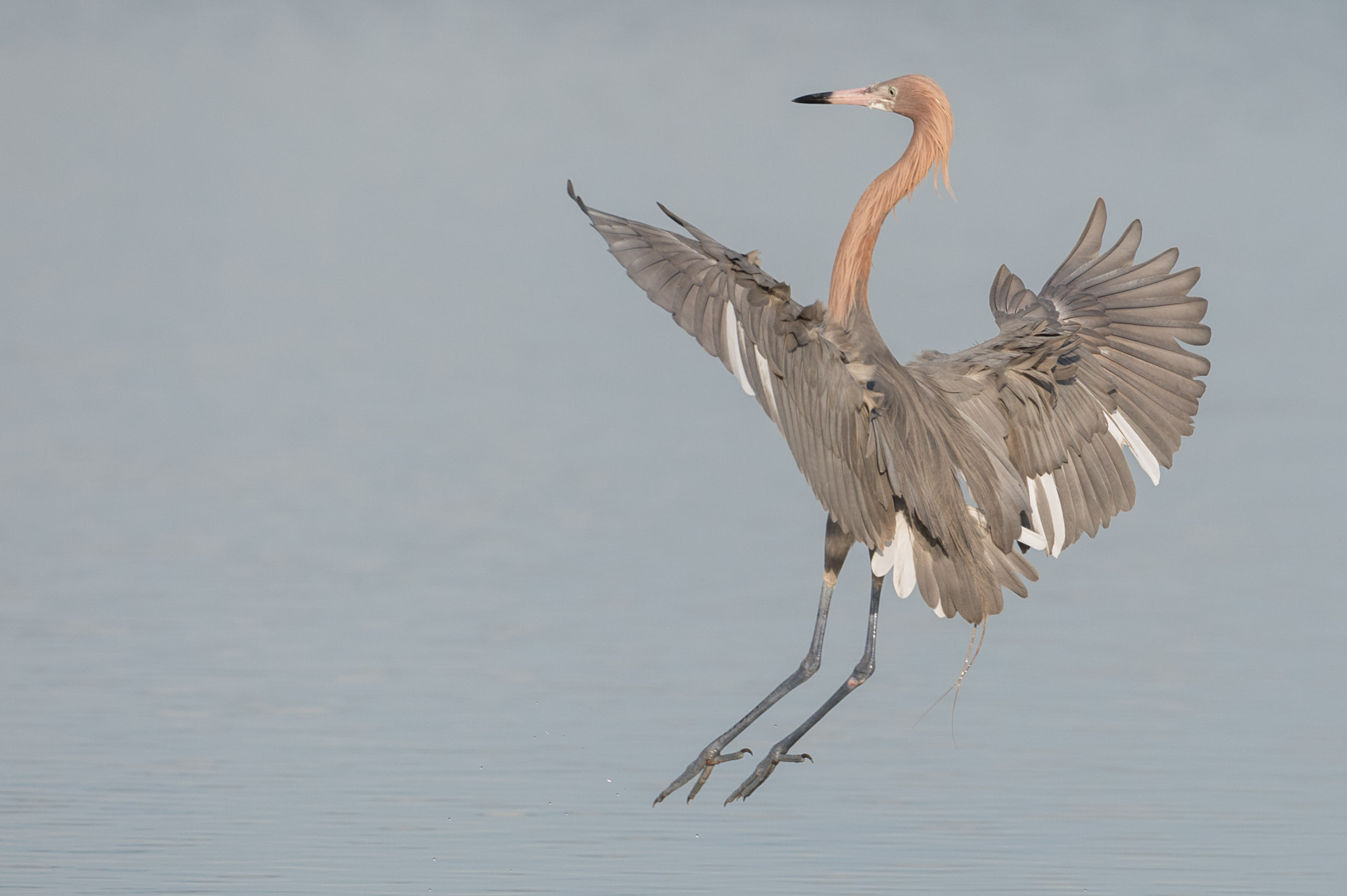 Nikon AF-S Nikkor 200-400mm F4G ED-IF VR sample photo. Bird photography