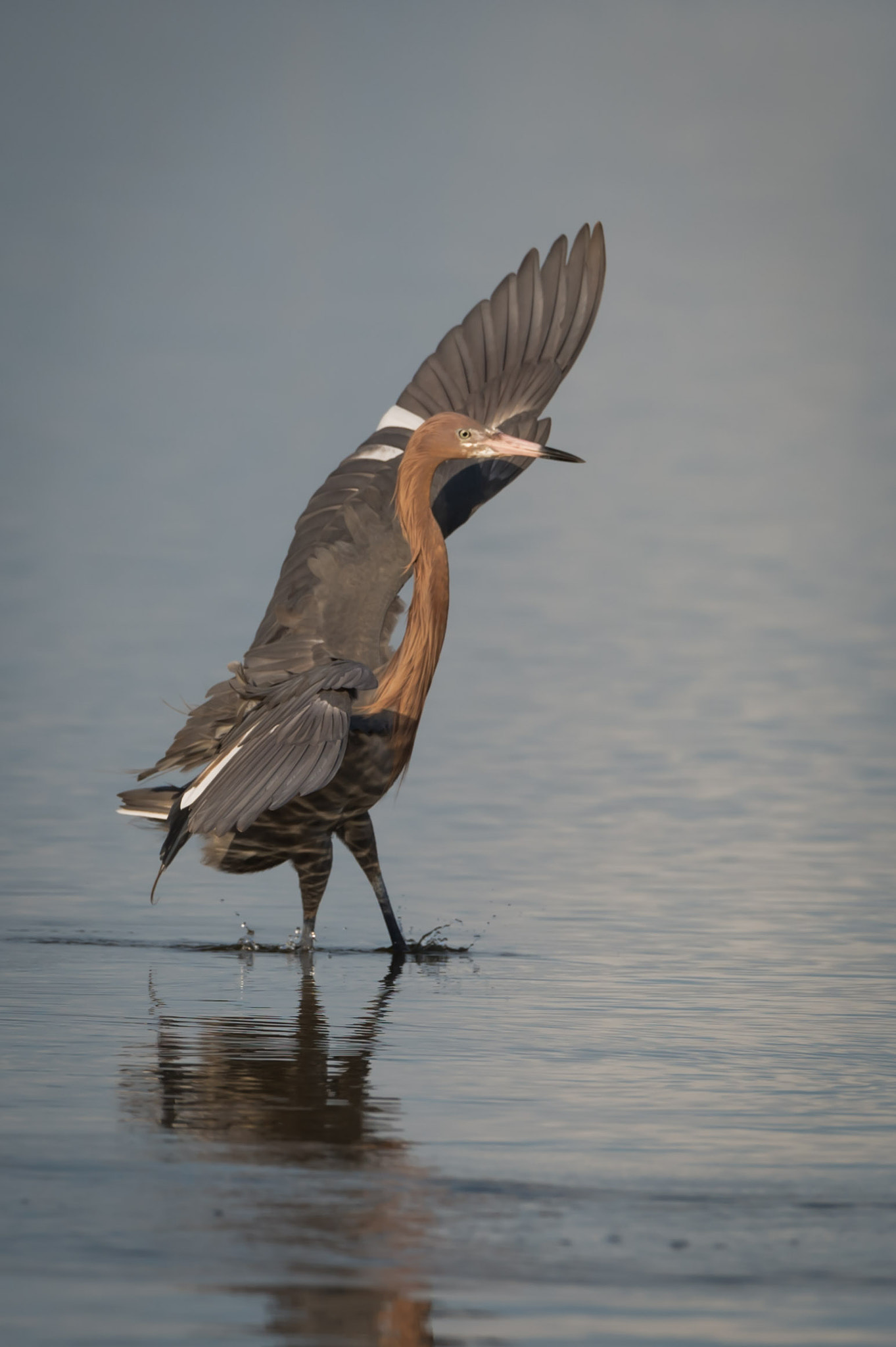 Nikon AF-S Nikkor 200-400mm F4G ED-IF VR sample photo. Bird photography
