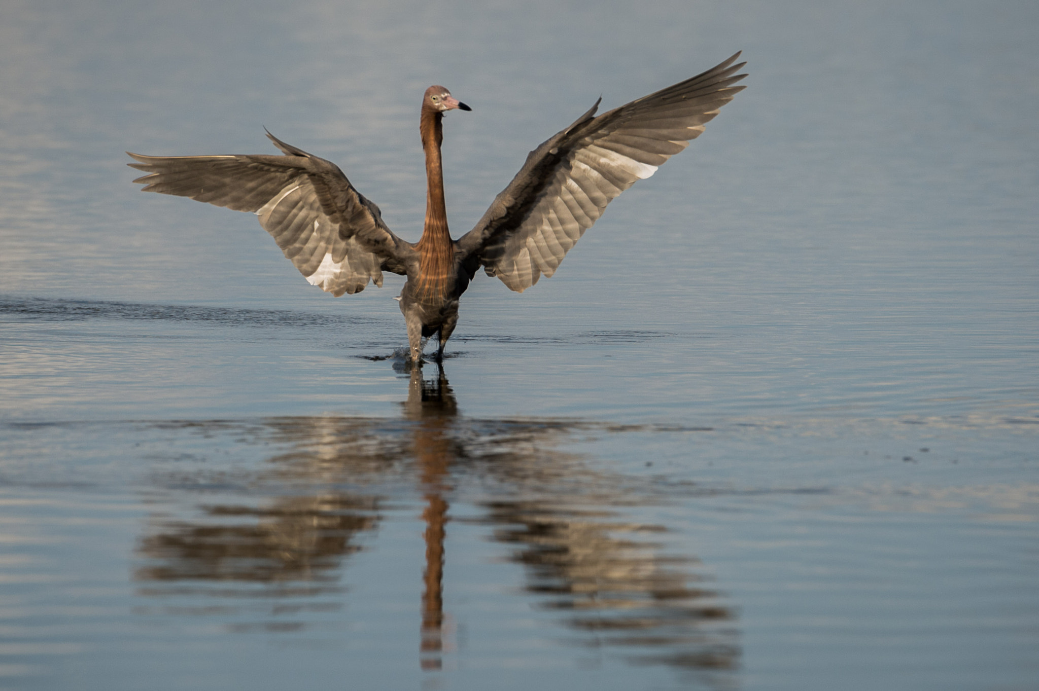 Nikon AF-S Nikkor 200-400mm F4G ED-IF VR sample photo. Bird photography