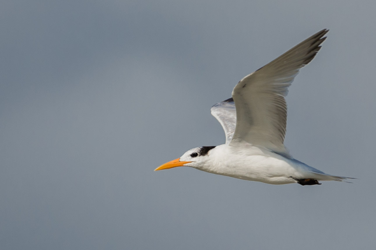 Nikon AF-S Nikkor 200-400mm F4G ED-IF VR sample photo. Bird photography