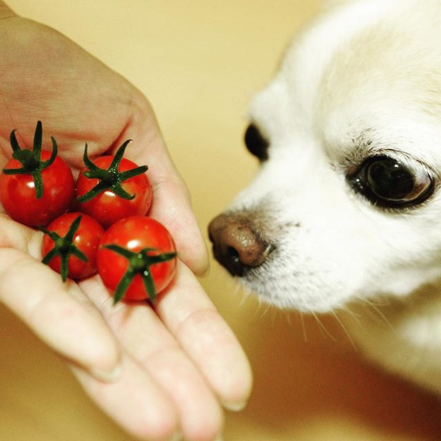 プチトマトとバウシュ Leica Leicaq Typ116 Leicaqtyp116 Dog Chihuahua 犬 チワワ Bausch バウシュ By Takuhito Fujita 500px