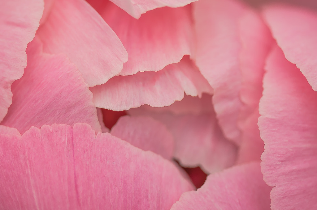 petals by Graziella Serra Art & Photo on 500px.com