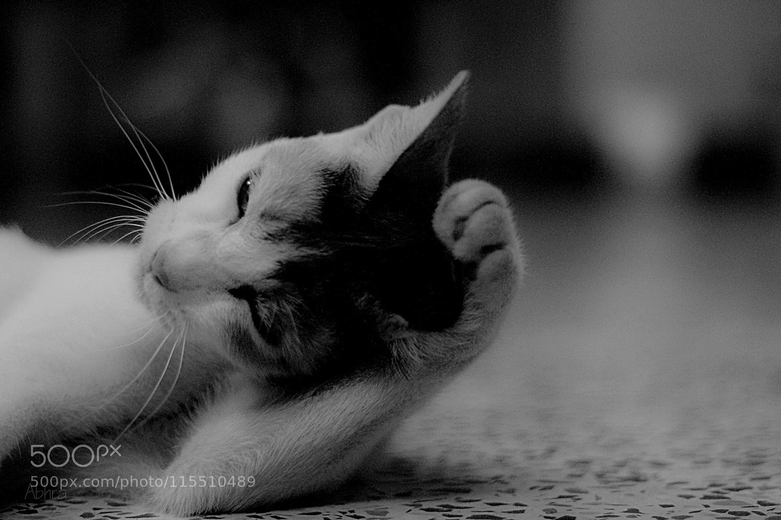 Canon EOS 7D sample photo. Untitled photography