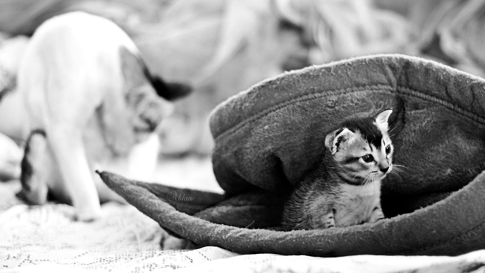 Canon EOS 7D sample photo. Untitled photography