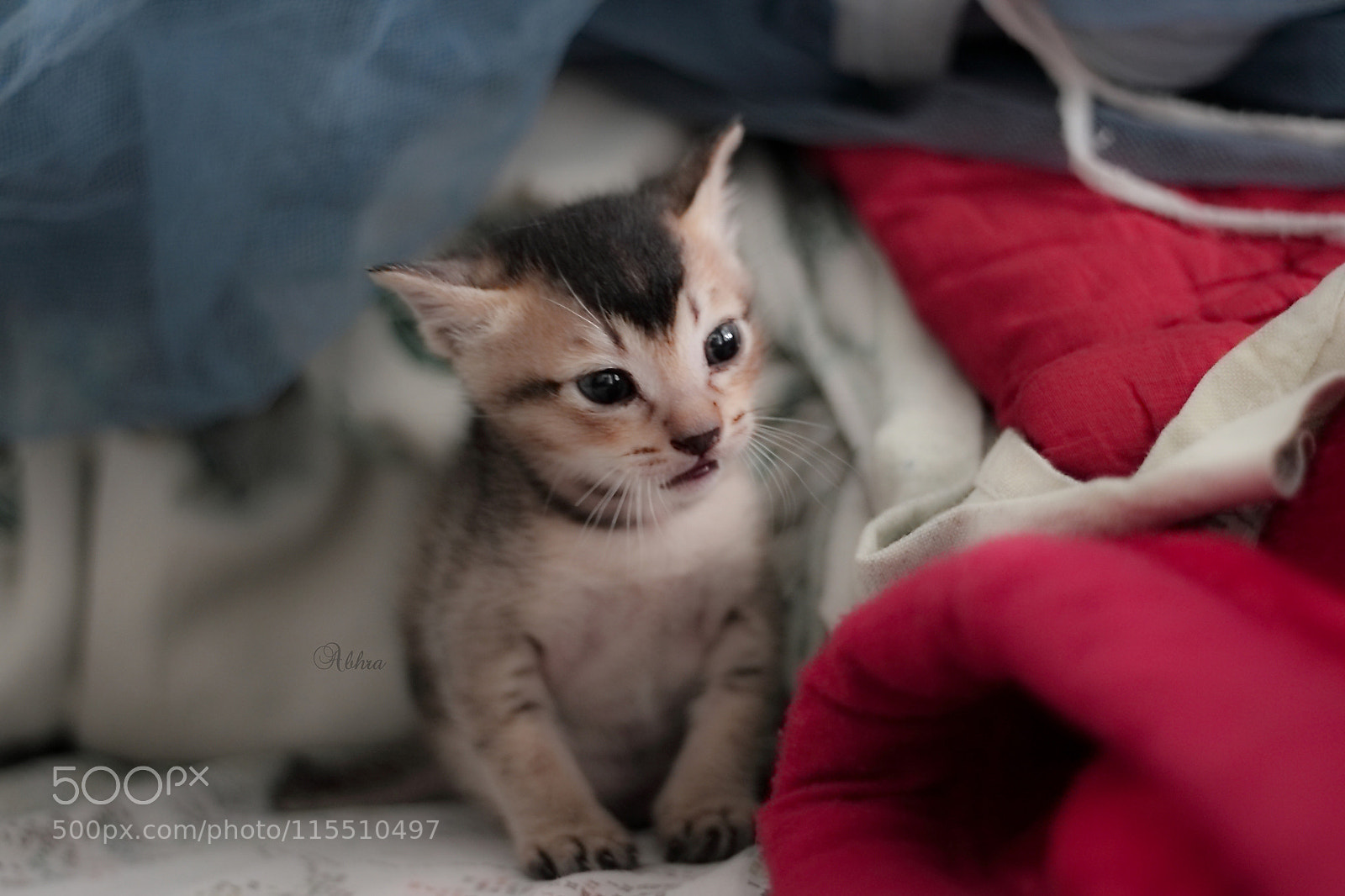 Canon EOS 7D sample photo. Untitled photography