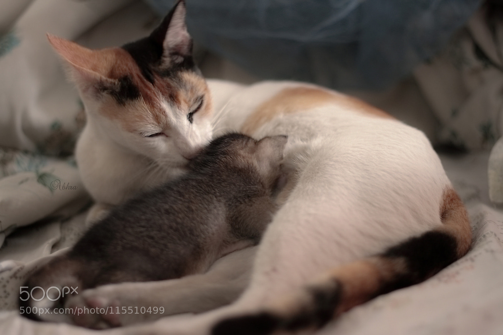 Canon EOS 7D sample photo. Untitled photography