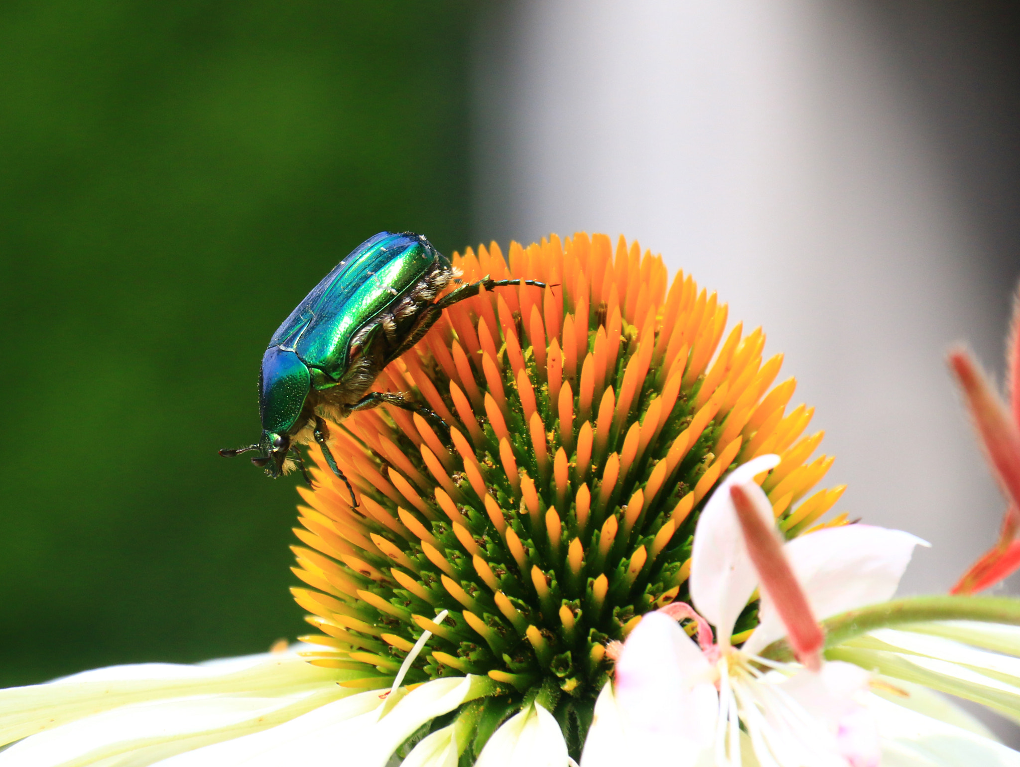 Echinacea and Bug