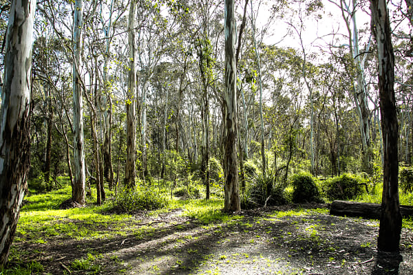 Nurragingy Reserve - Stock Image - Everypixel