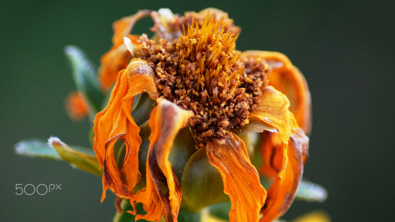 withering flower by Kaan Özdemir / 500px