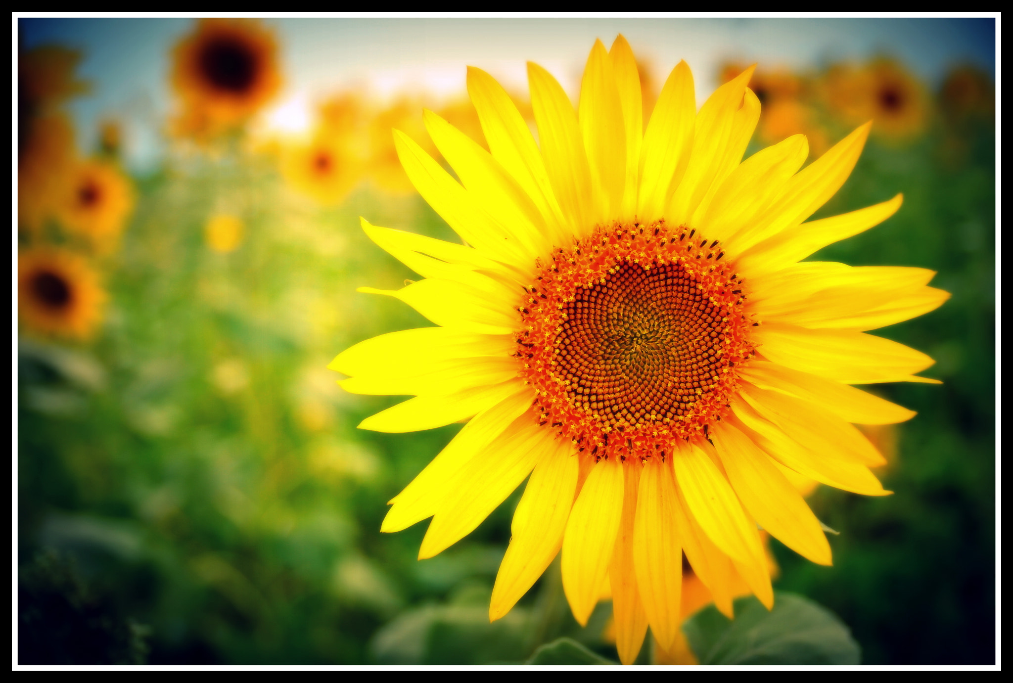 Nikon D7000 sample photo. The perfect flower photography