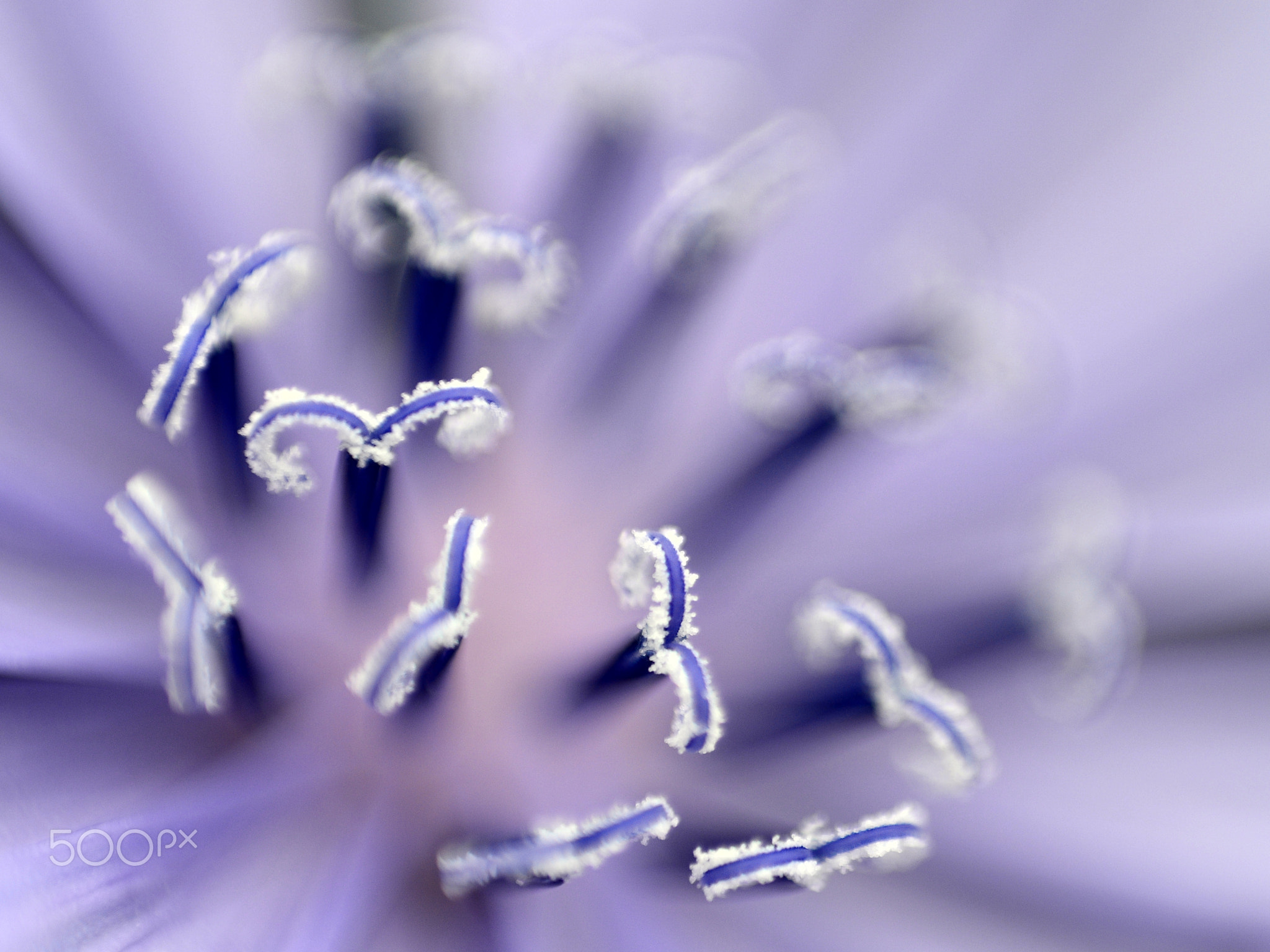 A Chicory with a Riverse Ring