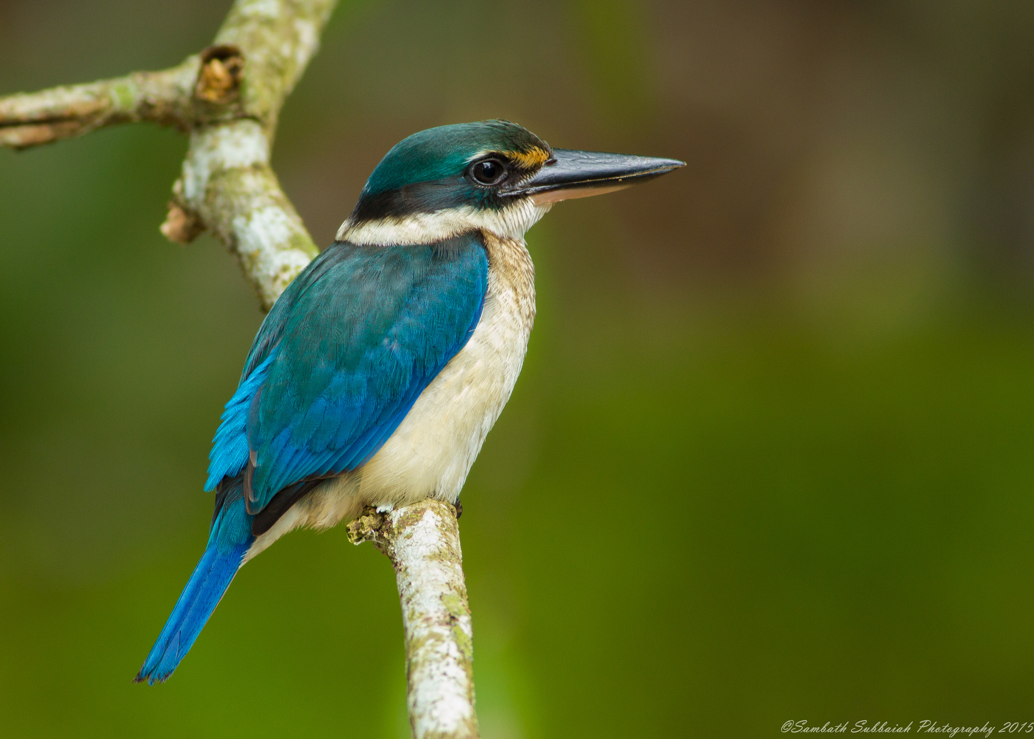 Collared Kingfisher by Sambath Subbaiah - Photo 115885179 / 500px