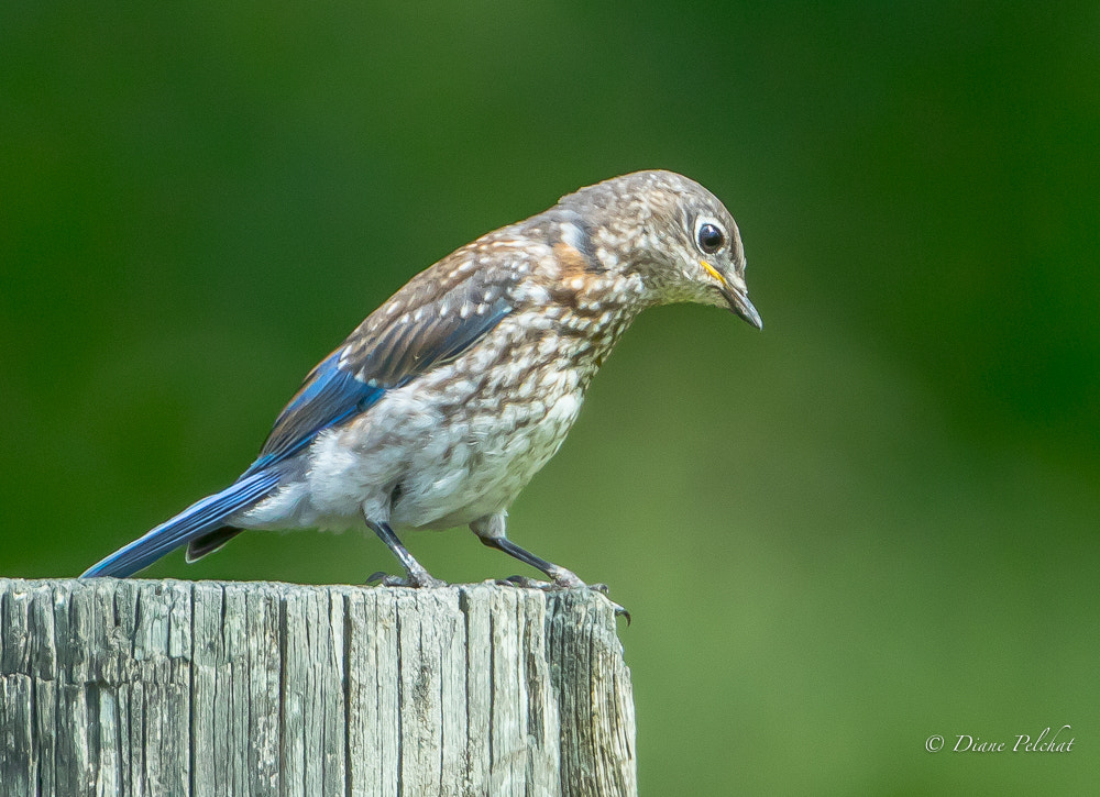 Juvenile Eastern Bluebird by Pelchat Diane / 500px