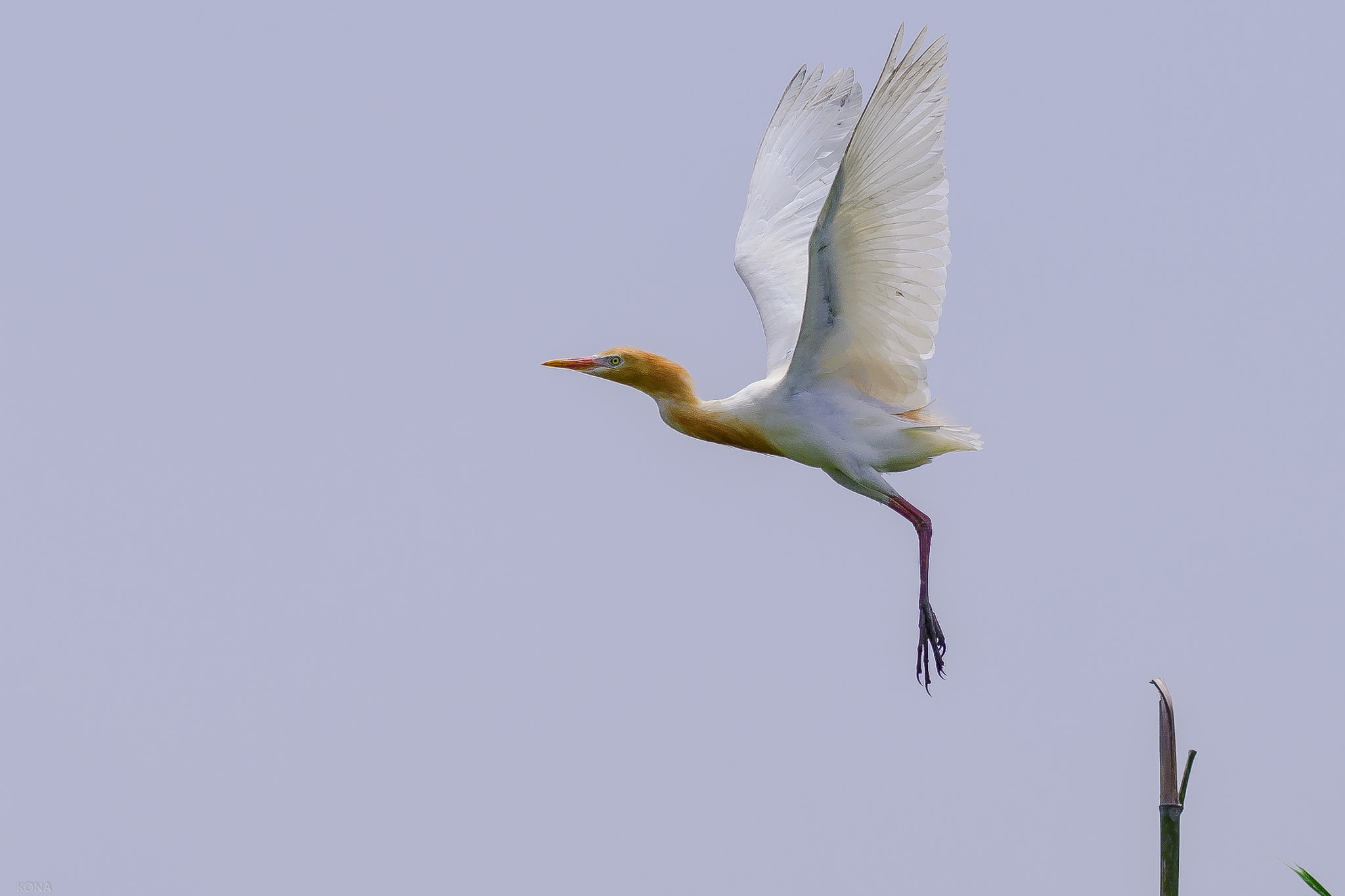 Nikon AF-S Nikkor 400mm F2.8G ED VR II sample photo. Amasagi photography