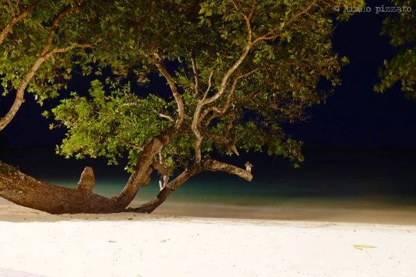 Welcome To Espiritu Santo