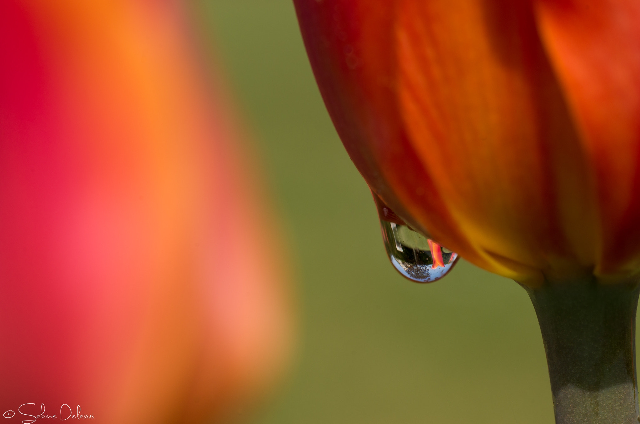 Tulip refracted in a rain drop
