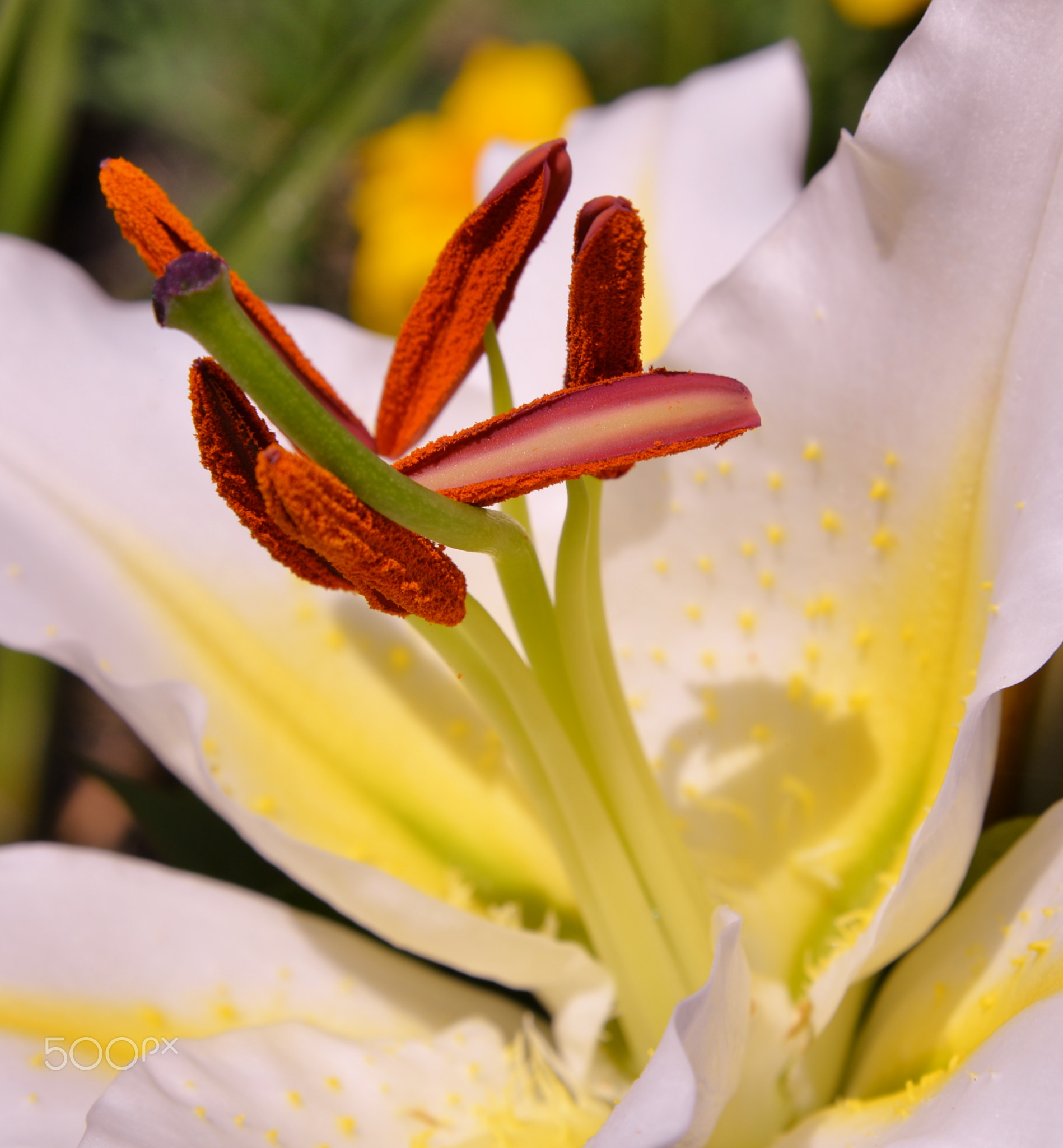 JUST BLOSSOMED IN TODAYS SUN