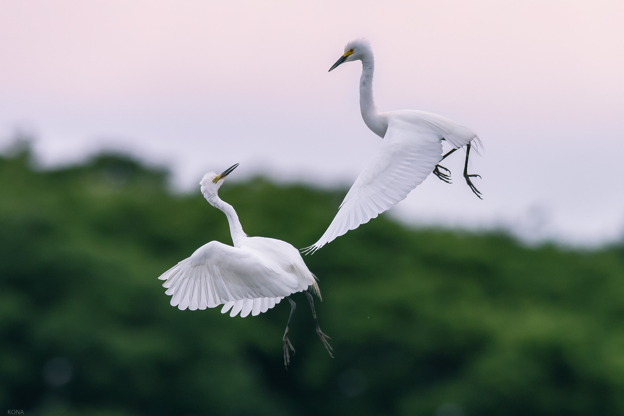 Nikon AF-S Nikkor 400mm F2.8G ED VR II sample photo. Sagi photography