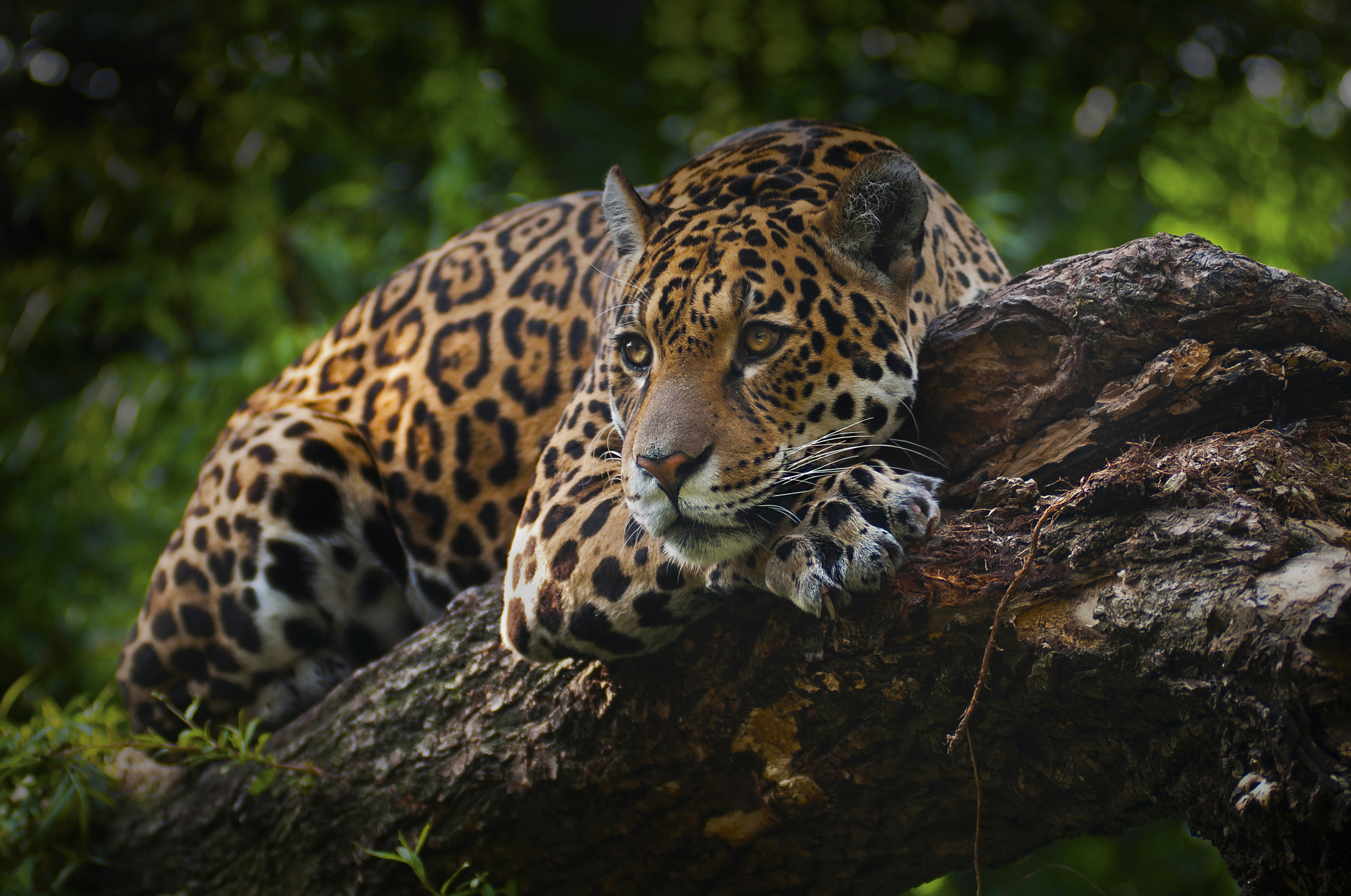 Jaguar Watching A Bird By Eyesonpat Photography - Photo 116089957   500px