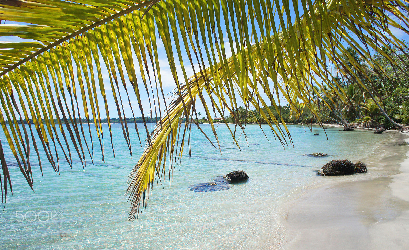 Sony Alpha NEX-3 sample photo. Palm leaf and beach photography