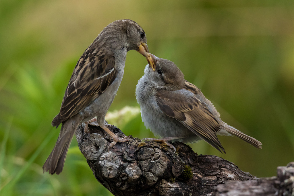 moineau domestique (Passer domesticus) by Jean-Francois BLANCHARD on 500px.com