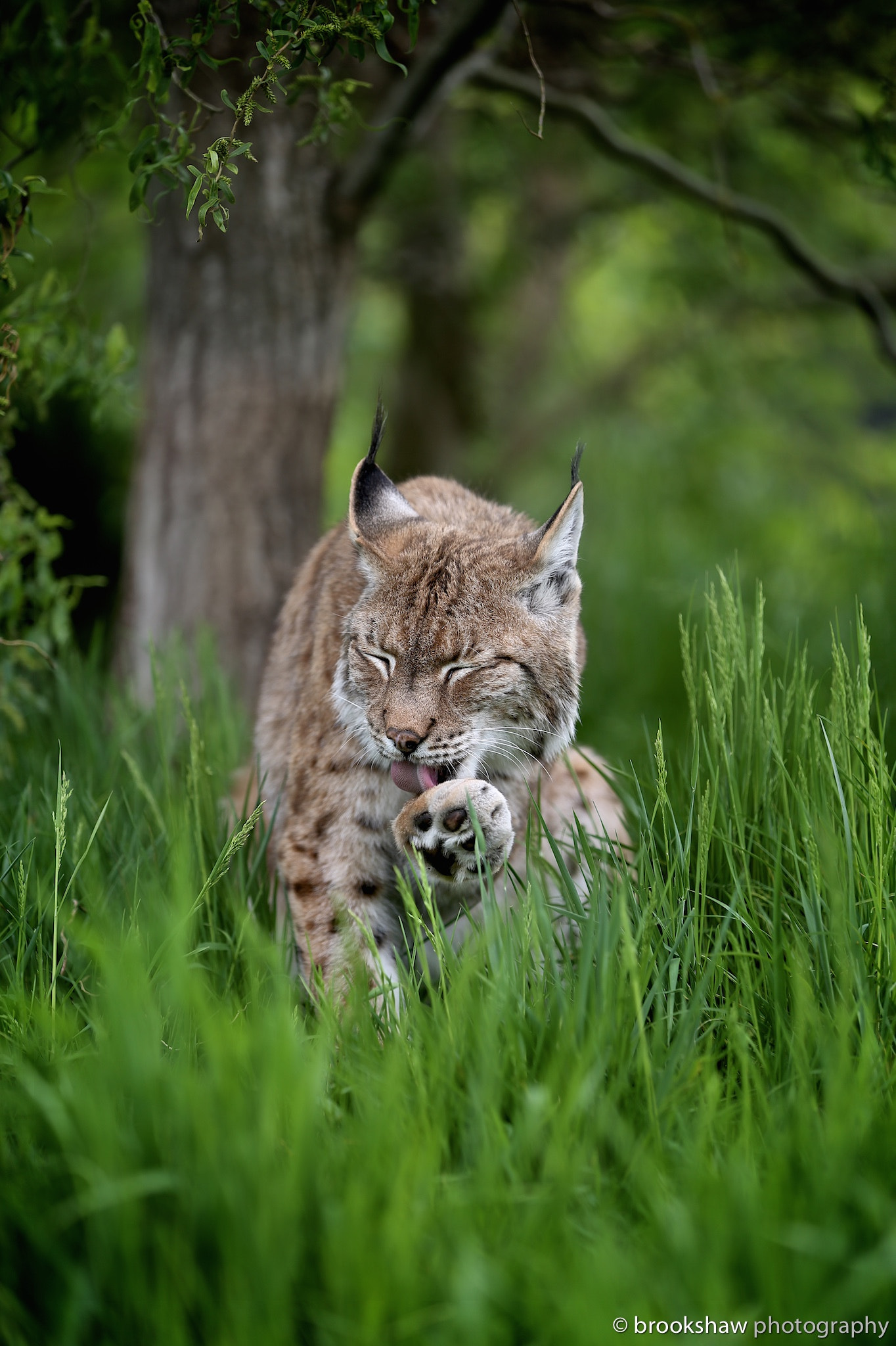 Grooming Lynx