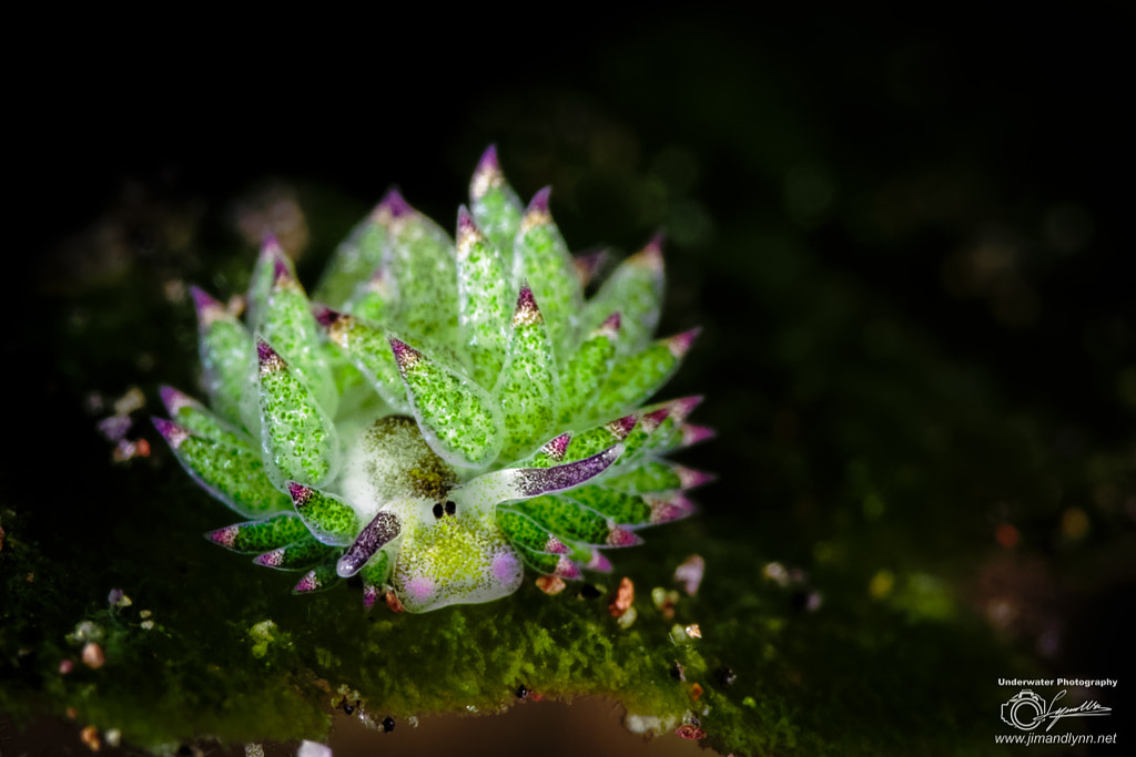 Green Sheep by Jim Lynn  on 500px.com