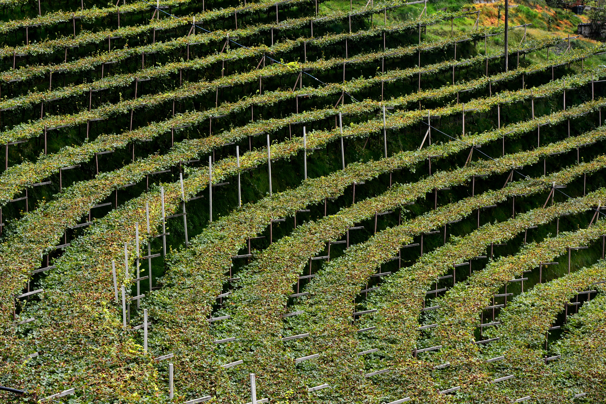 Vineyards