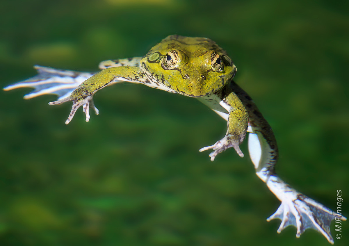 Flying frogs. Яванская веслоногая лягушка. Яванская летающая лягушка. Яванская веслоногая летающая лягушка. Лягушка Уоллеса.