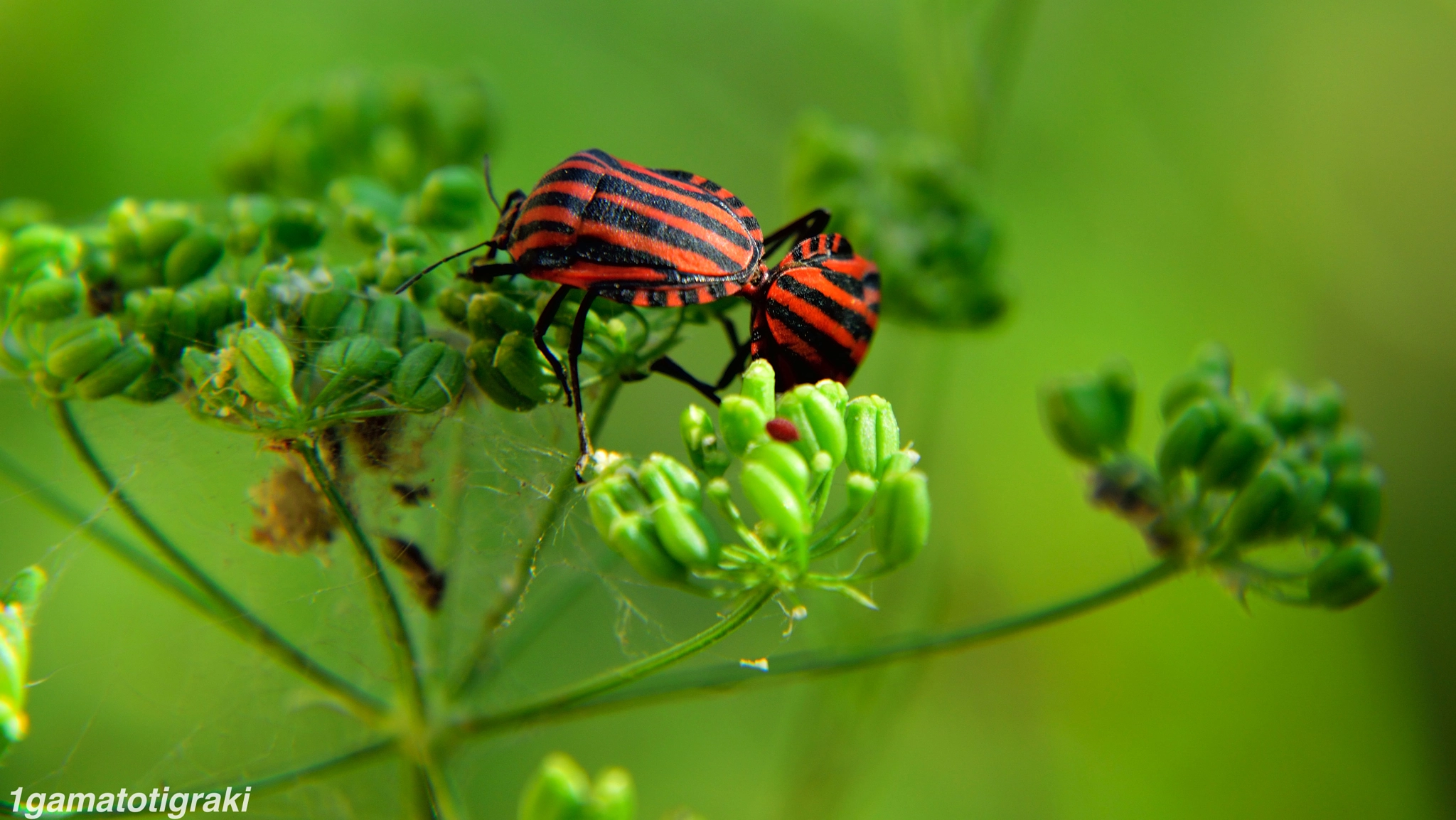 Bug Porn!