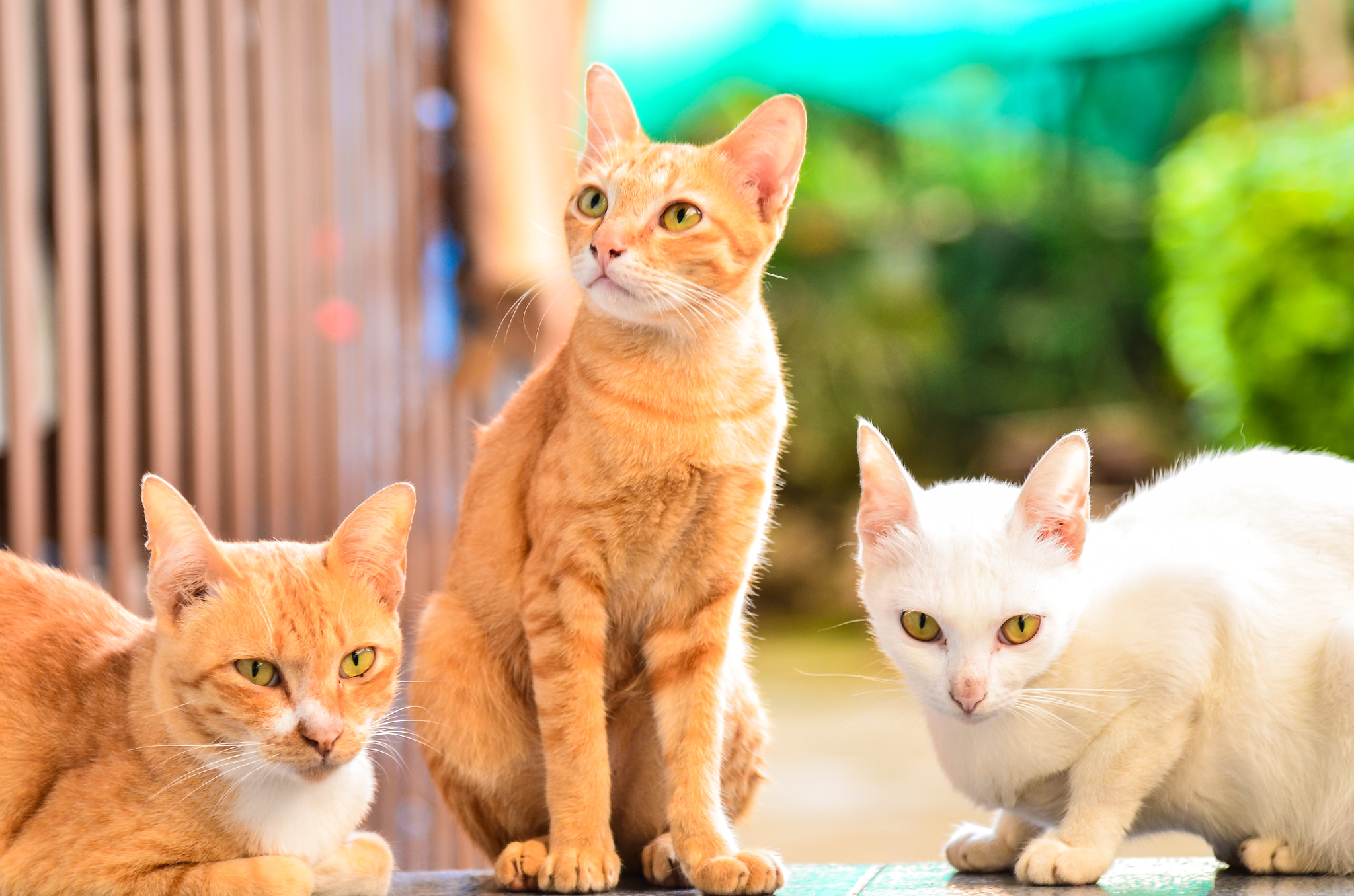Three colorful cats