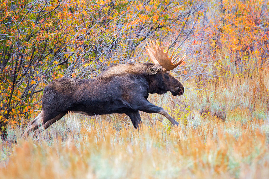 Charge! by Jason Nash on 500px.com