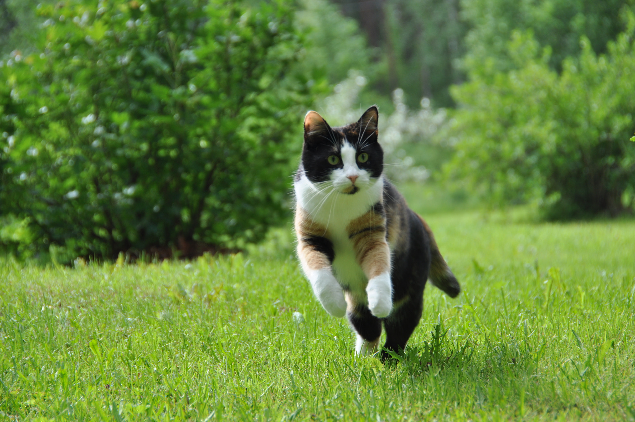 Running Cat by Matias Korhonen Photo 11634637 / 500px