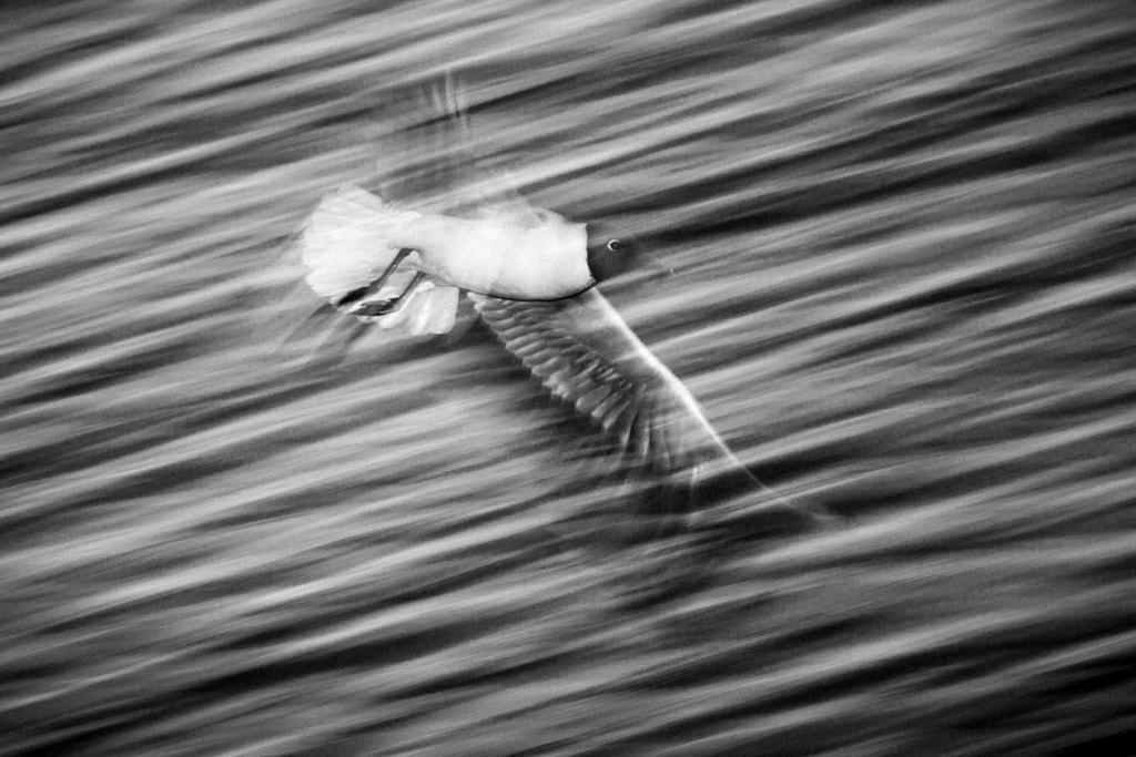 Flight by Marcin_Olbrycht on 500px.com