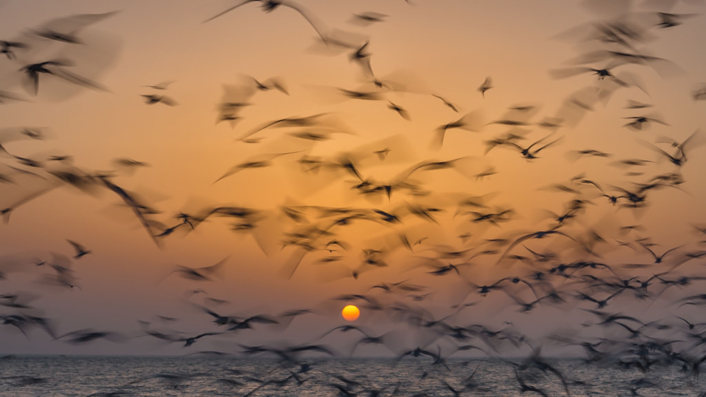 birds by saeid safaei on 500px.com