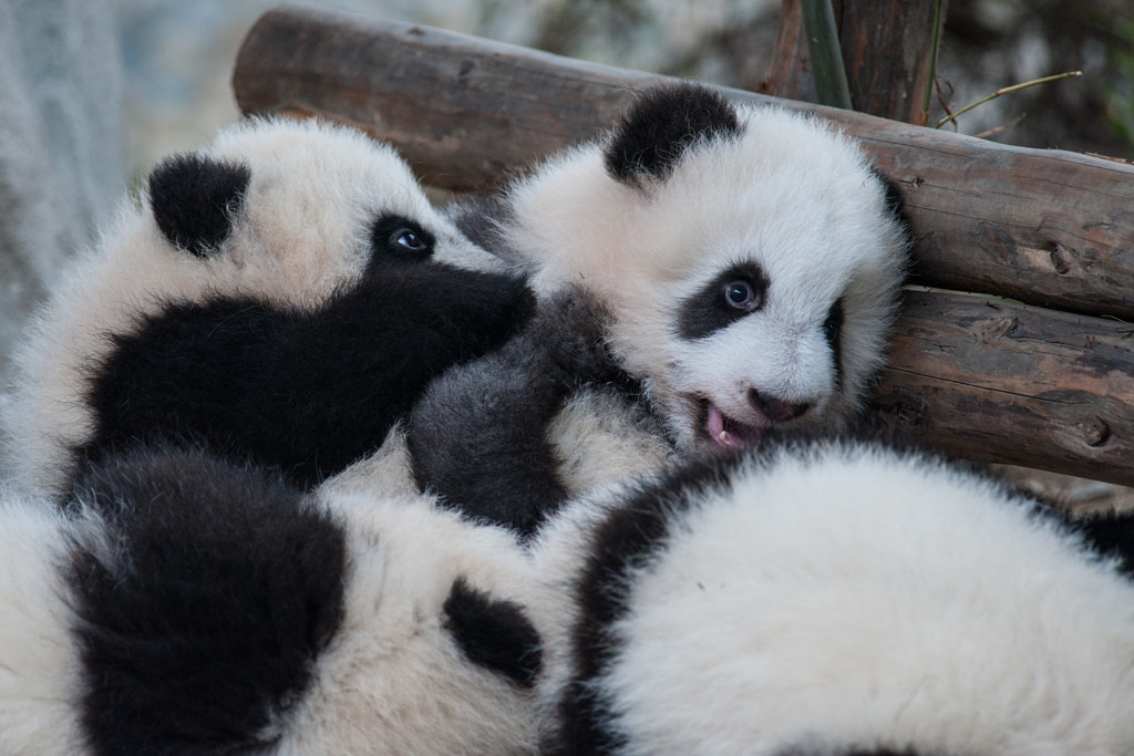 what is a group of pandas called | animal group names